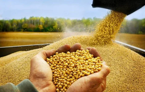 Куплю сою. Закупка сої