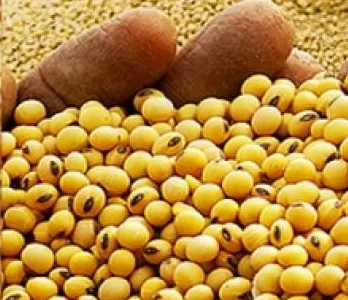 Куплю кукурузу