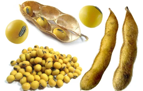 Купуємо сою. Заберемо з поля