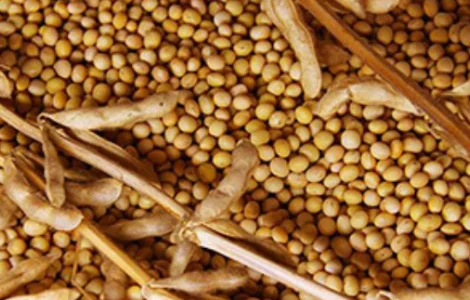 Закупівля сої будь-якої якості