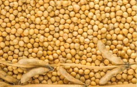 Куплю сою. Расчет на весах