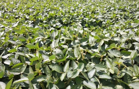 Соя насіння «PS 1401» - ранній сорт