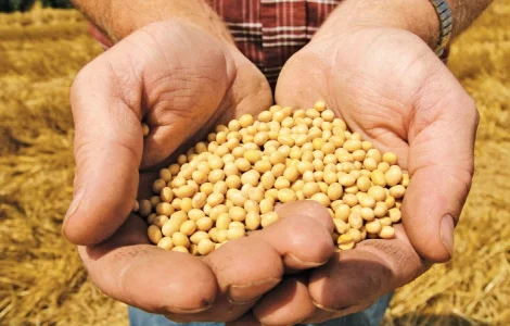 Семена сои Вильшанка - высокие урожаи