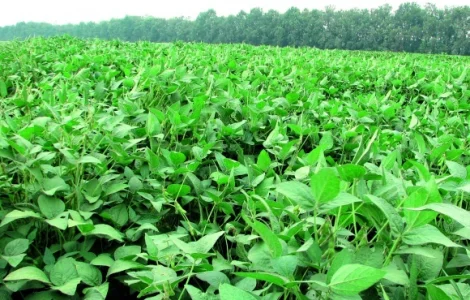 Семена сои Алмаз насіння сої