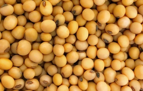 Продаж насіння сої сорту Кентуккі 1-Р