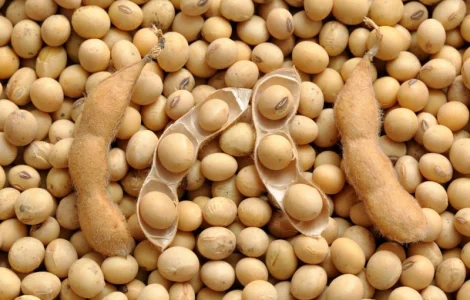 Куплю сою с высоким содержанием протеина