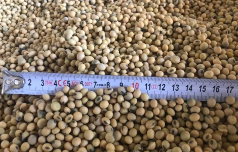 Продажа сои высокого качества