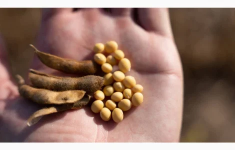 Купимо соєві висівки