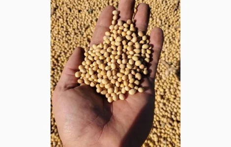 Куплю сою постійно. Запрошую до партнерства посередників