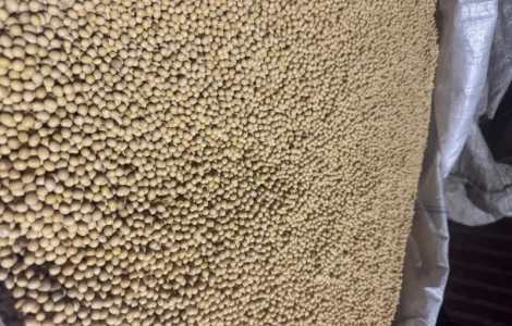 Соя на насіння сорт Хайпро ГМО