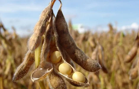 Соя Канзас – високоякісний сорт