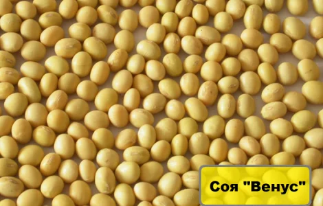 Насіння сої – сорт Венус. Канадський сорт під Раундап