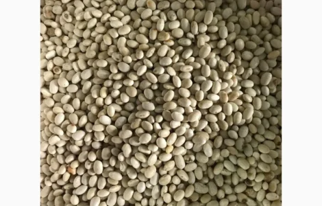 Продам фасоль Мавка