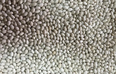 Семена фасоли Мавка