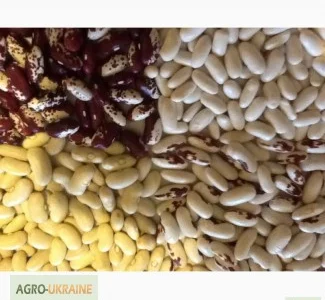 Фасоль цветная