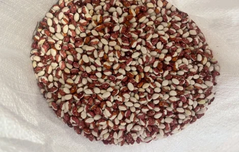 Продается Фасоль Червона Шапочка