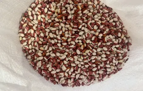 Продам Фасоль Червона шапочка