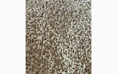 Квасоля біла Єгипет