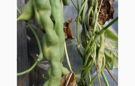 Фасоль- це огородне м'ясо. Продам рідкісні спаржеві сорти фасолі