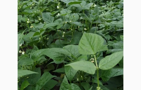 Фасоль- огородное мясо- спаржевая КНУТ