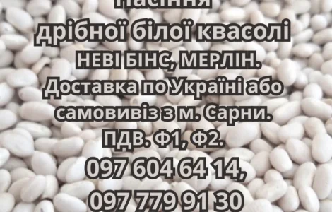 Насіння квасолі НЕВІ БІНС