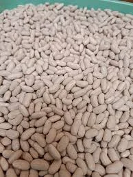 Куплю білу квасолю на консервування