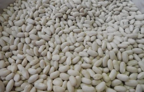 Семена фасоли. Посевная Фасоль