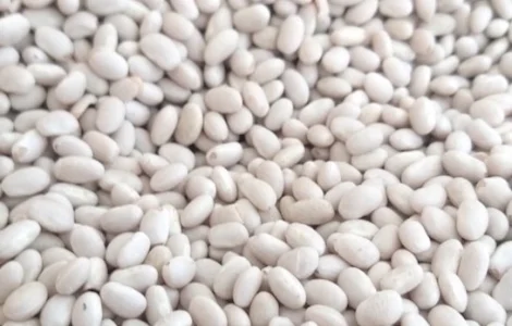 Закупаем фасоль белую