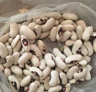 Продаем семена мелкой белой фасоли