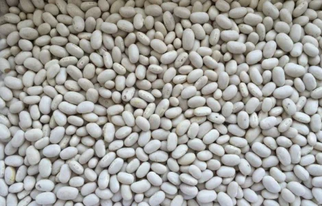 Посевная фасоль. Семена фасоли