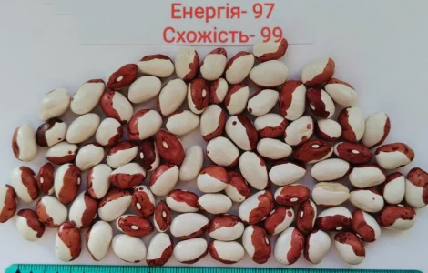 Насіння квасолі Бандоля (Бондюель), Лопатка, Масляна, Солдатік, Червона шапочка, Неві Бінс