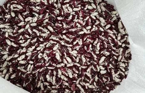 Продам якісну квасолю Ластівка