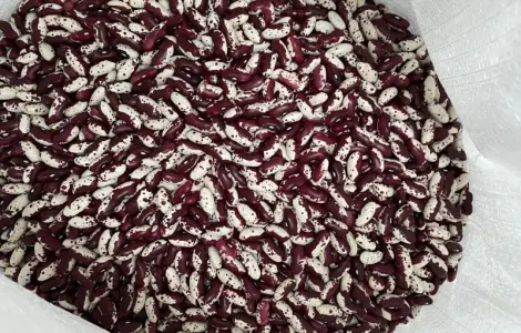 Продам якісну квасолю Ластівка