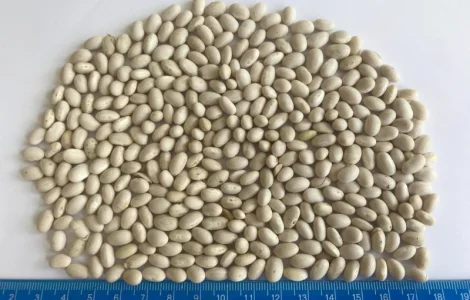 Закупаем фасоль разных сортов