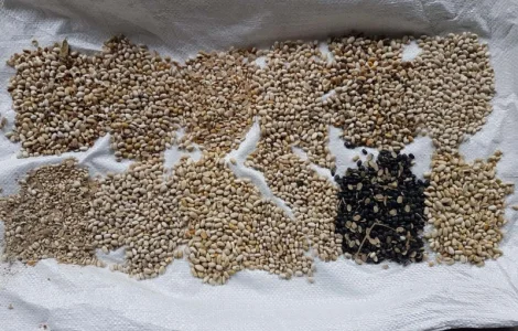 Половинка фасоли