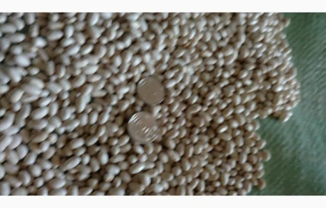 Продам насіння квасолі Мавка