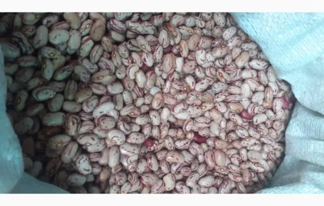 Куплю фасоль Рябку