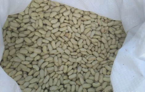 ФАСОЛЬ лимонка (зелёная длинная)