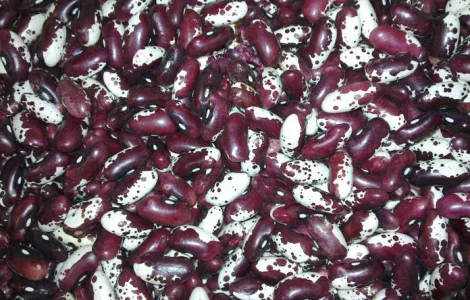 ПРОДАМ фасоль ласточка