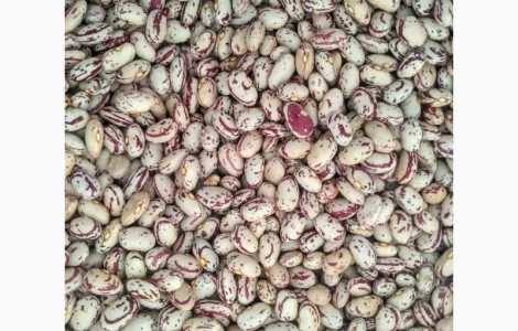 Барлолотт Квасоля Фасоль