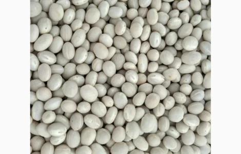 Квасоля сахарна біла кругла