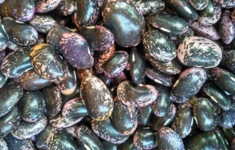 Фасоль бандоля цветная