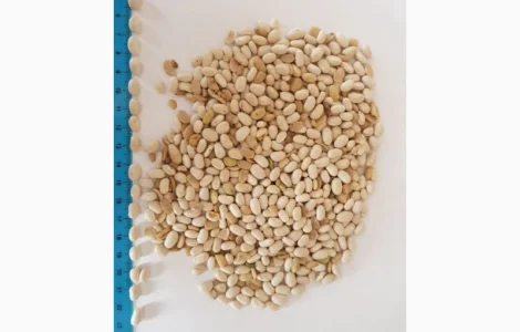 Фасоль белая Мавка 100 тонн 2021 года