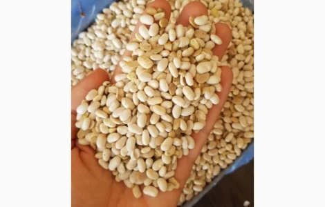 Фасоль половинки