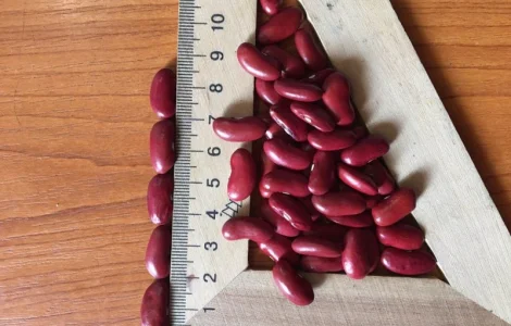 Продам фасоль томатка