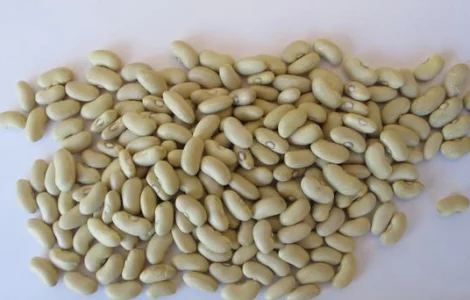 Продаем фасоль "Лимонка"