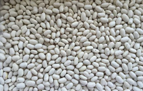 Продаємо квасолю сорт "Мавка"