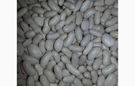 Закуповлюємо квасолю