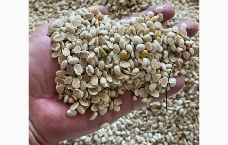 Фасоль половинка