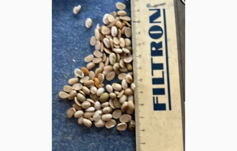 Продам половинку фасоли